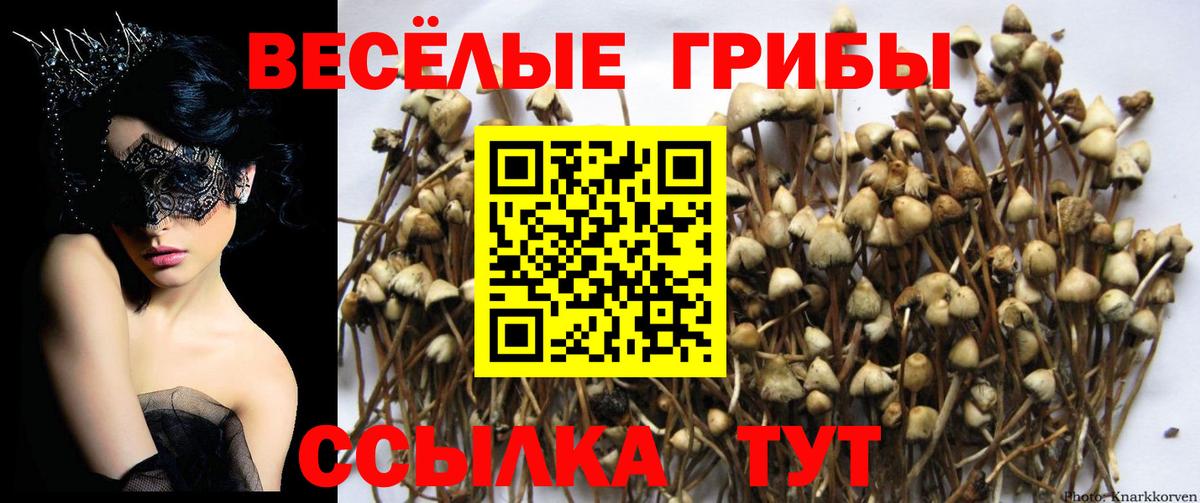 Галлюциногенные грибы Psilocybine cubensis  Вход с VPN  Грязи  Галлюциногенные грибы мицелий 